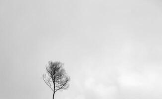 desnudo seco arboles sin hojas con blanco nubes en el niebla foto