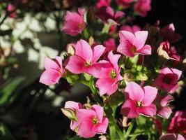 kalanchoe pink flower photo