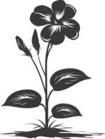 Silhouette periwinkle flower in the ground black color only vector