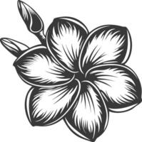 Silhouette plumeria flower black color only vector