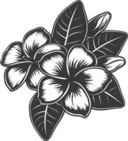 silueta plumeria flor negro color solamente vector