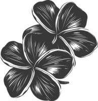 Silhouette plumeria flower black color only vector