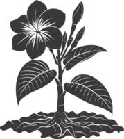 Silhouette plumeria flower in the ground black color only vector