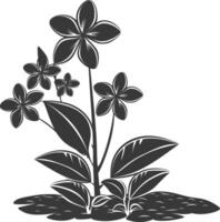 Silhouette plumeria flower in the ground black color only vector