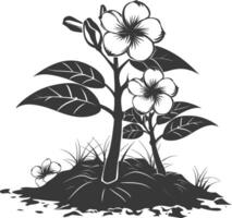 Silhouette plumeria flower in the ground black color only vector