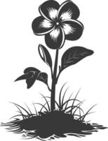 Silhouette plumeria flower in the ground black color only vector