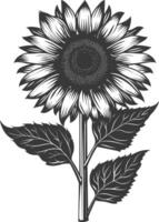 Silhouette sunflower flower black color only vector