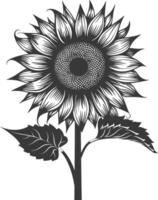 Silhouette sunflower flower black color only vector