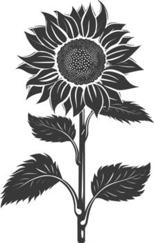 Silhouette sunflower flower black color only vector