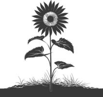 Silhouette sunflower flower in the ground black color only vector