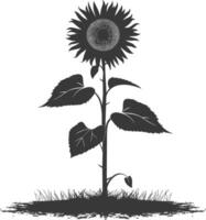 Silhouette sunflower flower in the ground black color only vector