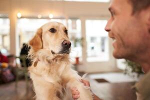 cerca arriba retrato de linda perro y su dueño, dorado perdiguero en mascota amigable café foto