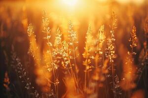 Wildflower or grasses bask in the warm golden hour light of the setting sun creating a peaceful and idyllic natural scene photo