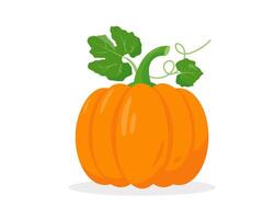 Bright pumpkin with leaves isolated on white background. vector