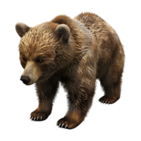 Urso em pé em transparente fundo - png