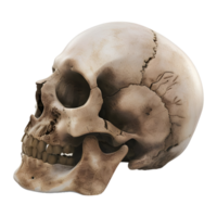 3D Rendering of a Human Skull with Neck Bone on Transparent Background - png