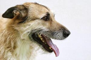 Close-up portrait of a happy dog with its tongue sticking out. The dog is a brown and white mixed breed, with a friendly and playful expression photo