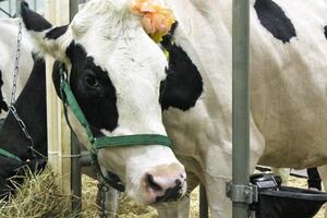 Cow on dairy farm. Cattle feeding with hay. Concept of farming and animal husbandry. Herd of cows eating hay cowshed in animal farm. Meat and milk industry. Organic production, sustainable lifestyle photo