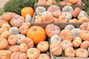 otoño calabazas en de madera cajas otoño cosecha en granja. de cosecha propia orgánico Respetuoso del medio ambiente alimento. vegetales desde rural familia jardín. local mercado preparando para Víspera de Todos los Santos. acción de gracias día en patio interior foto