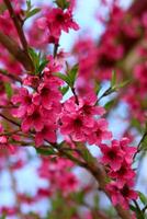 spring background. flower of peach fruit. a tree with pink flowers that are blooming photo