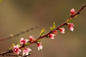 spring background. flower of peach fruit. a tree with pink flowers that are blooming photo