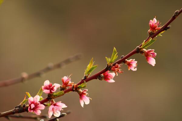 spring background. flower of peach fruit. a tree with pink flowers that are blooming