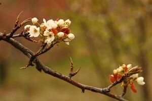 a tree branch with white flowers and a blurry background. photo