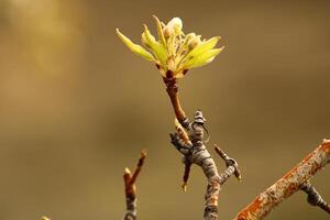 a tree branch with white flowers and a blurry background. photo