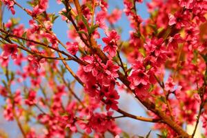 spring background. flower of peach fruit. a tree with pink flowers that are blooming photo