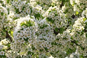 spring background. flower of pear fruit. a tree with white flowers that says spring on it. photo