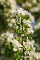 spring background. flower of pear fruit. a tree with white flowers that says spring on it. photo