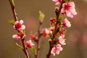 spring background. flower of peach fruit. a tree with pink flowers that are blooming photo