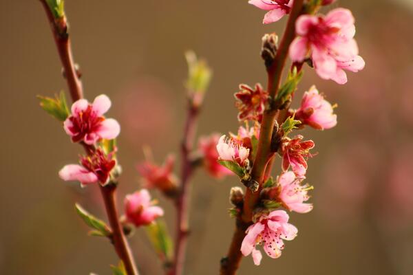 spring background. flower of peach fruit. a tree with pink flowers that are blooming