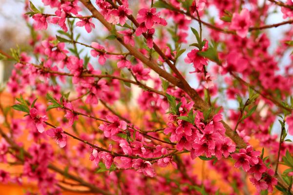 spring background. flower of peach fruit. a tree with pink flowers that are blooming