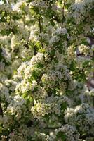 spring background. flower of pear fruit. a tree with white flowers that says spring on it. photo