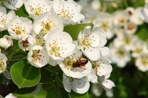 spring background. flower of pear fruit. a tree with white flowers that says spring on it. photo