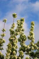 spring background. flower of pear fruit. a tree with white flowers that says spring on it. photo