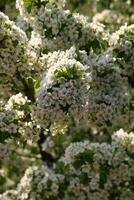 spring background. flower of pear fruit. a tree with white flowers that says spring on it. photo