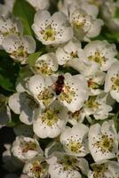 spring background. flower of pear fruit. a tree with white flowers that says spring on it. photo