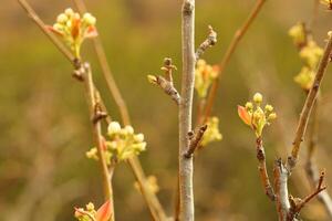 un árbol rama con blanco flores y un borroso antecedentes. foto