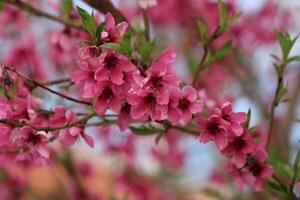 spring background. flower of peach fruit. a tree with pink flowers that are blooming photo