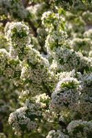 spring background. flower of pear fruit. a tree with white flowers that says spring on it. photo