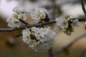 a tree branch with white flowers and a blurry background. photo