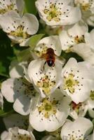 spring background. flower of pear fruit. a tree with white flowers that says spring on it. photo