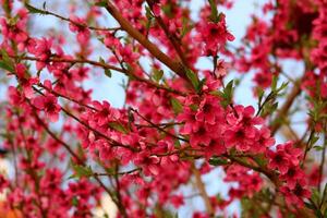 spring background. flower of peach fruit. a tree with pink flowers that are blooming photo