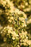 primavera antecedentes. flor de Pera fruta. un árbol con blanco flores ese dice primavera en él. foto