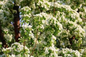 spring background. flower of pear fruit. a tree with white flowers that says spring on it. photo