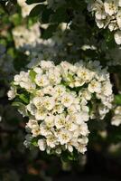 spring background. flower of pear fruit. a tree with white flowers that says spring on it. photo