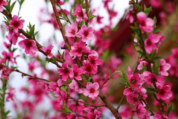 spring background. flower of peach fruit. a tree with pink flowers that are blooming