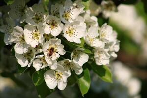 spring background. flower of pear fruit. a tree with white flowers that says spring on it. photo